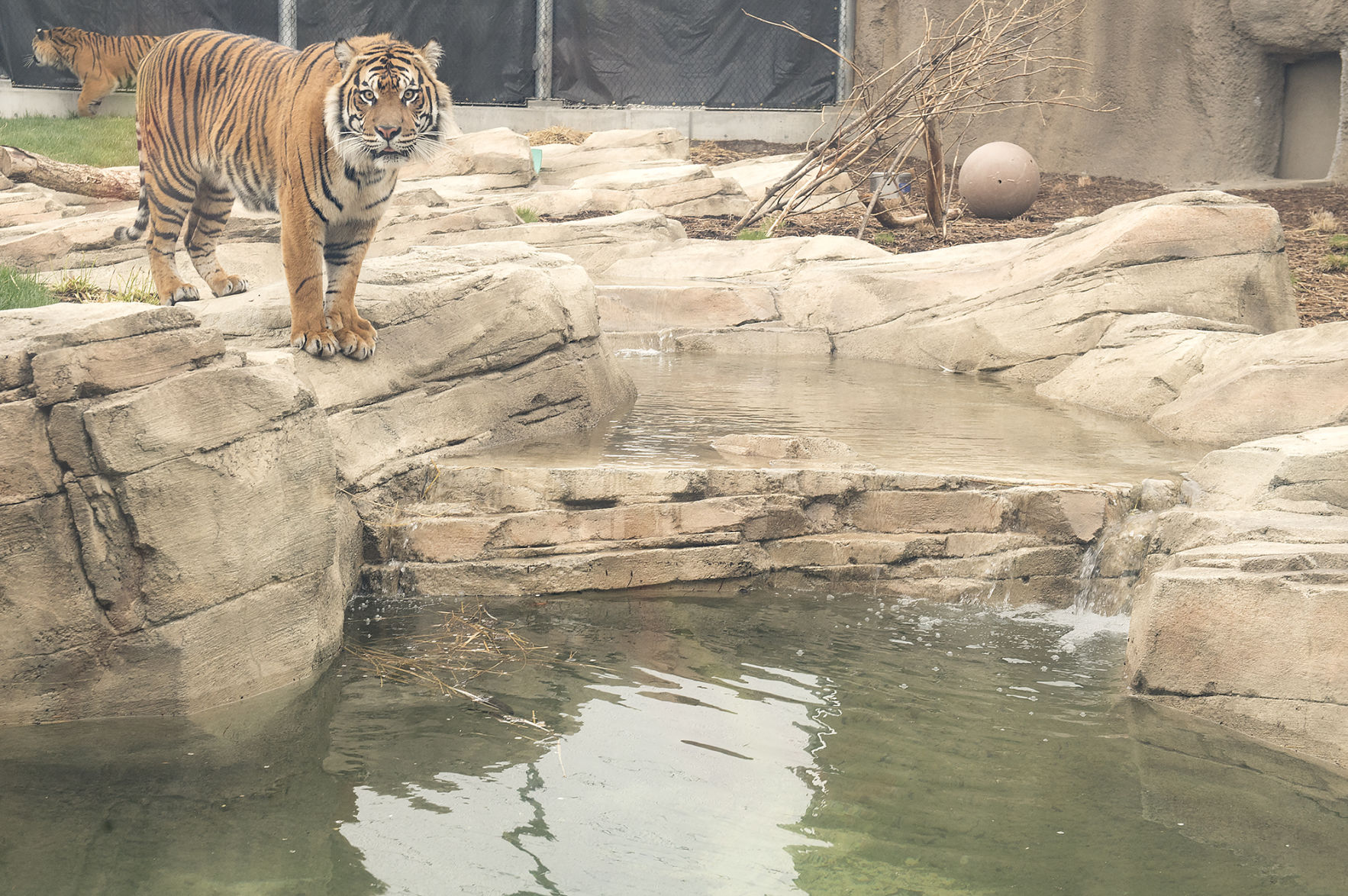 Lincoln Children's Zoo tigers
